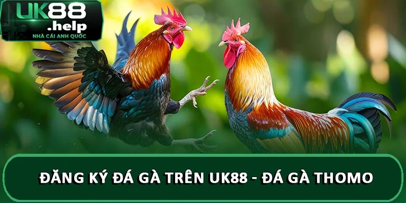 Đăng ký đá gà trên UK88 - Đá gà Thomo