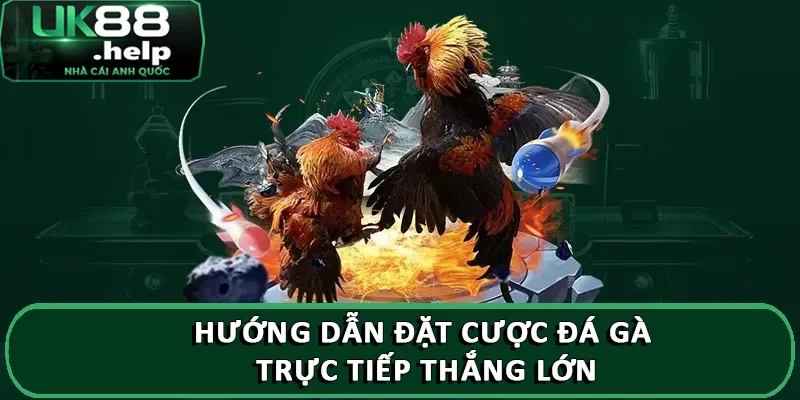 Hướng dẫn đặt cược đá gà trực tiếp thắng lớn