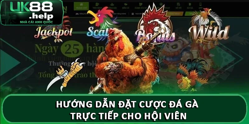 Hướng dẫn đặt cược đá gà trực tiếp cho hội viên