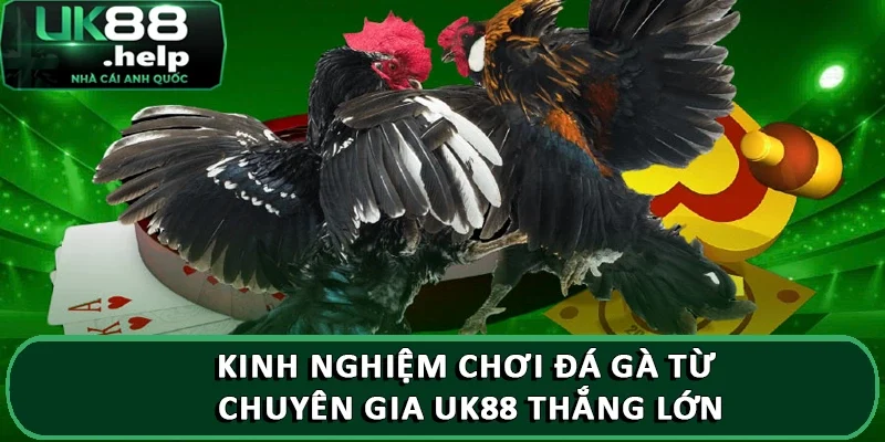 Tổng hợp kinh nghiệm chơi đá gà từ chuyên gia UK88 2 Kinh nghiệm chơi đá gà từ chuyên gia UK88 thắng lớn